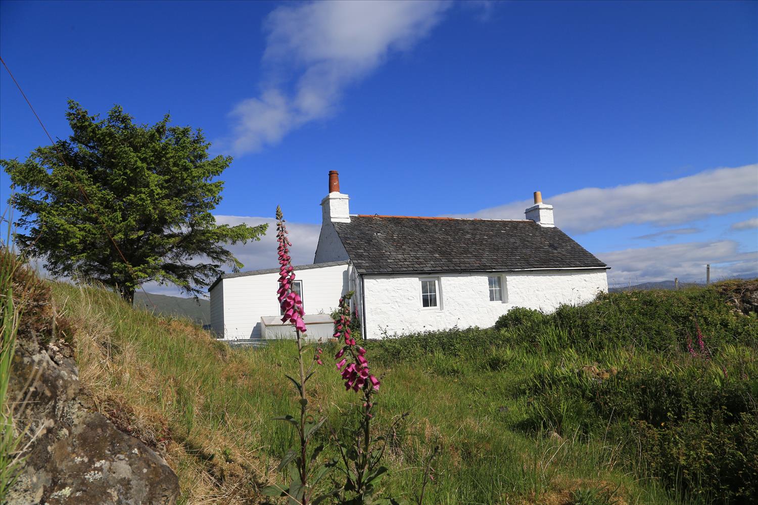 Grasspoint with Foxgloves