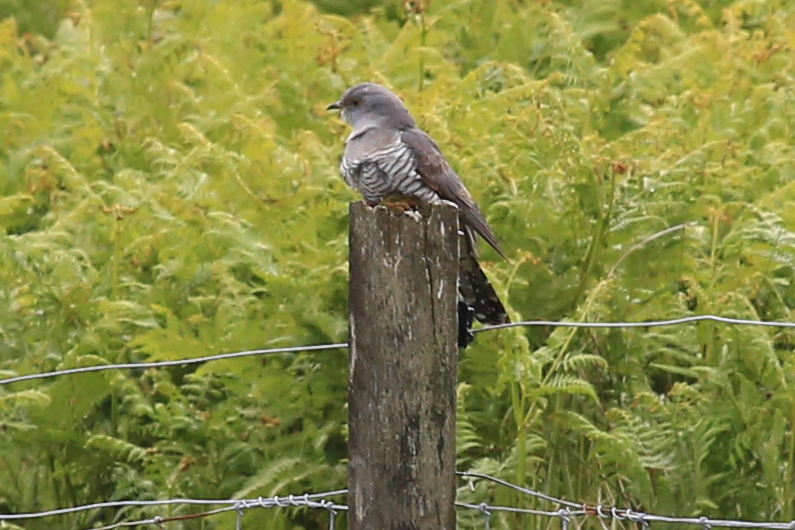 Cuckoo