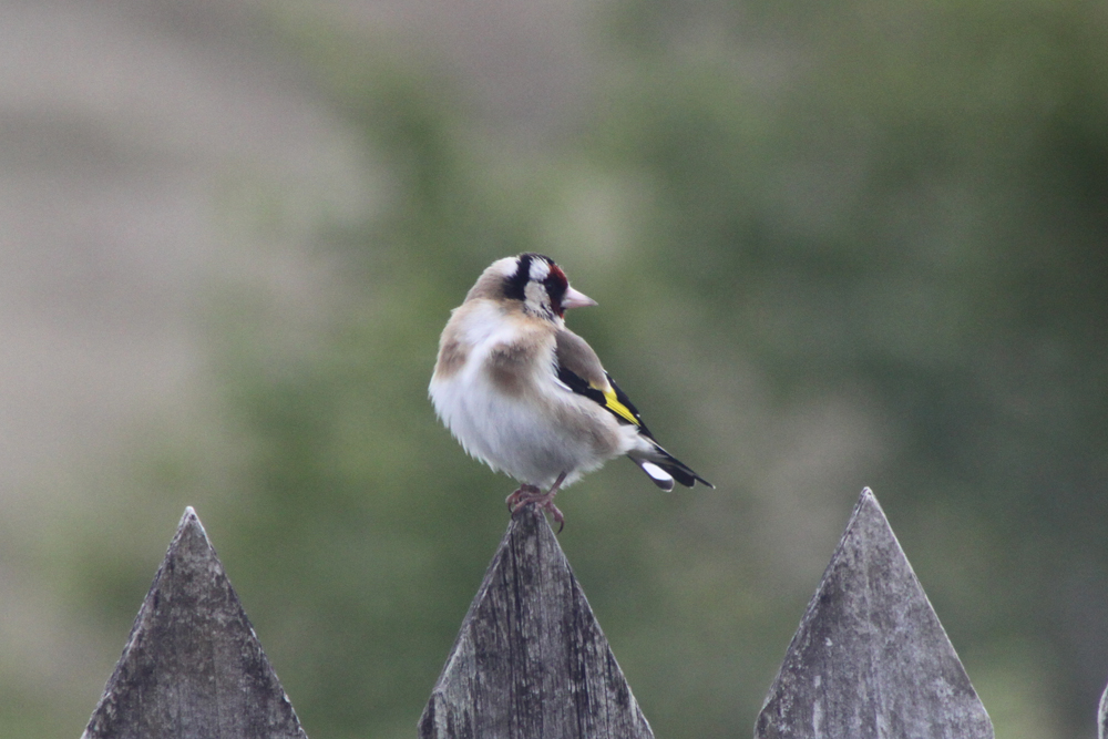 Goldfinch