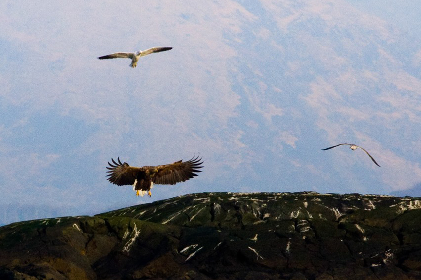 White tailed sea eagle with gulls